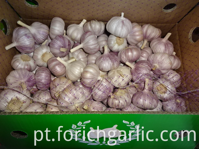 Normal White Garlic